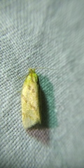 Clepsis pallidana