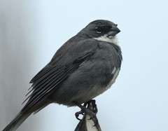 Diuca diuca chiloensis