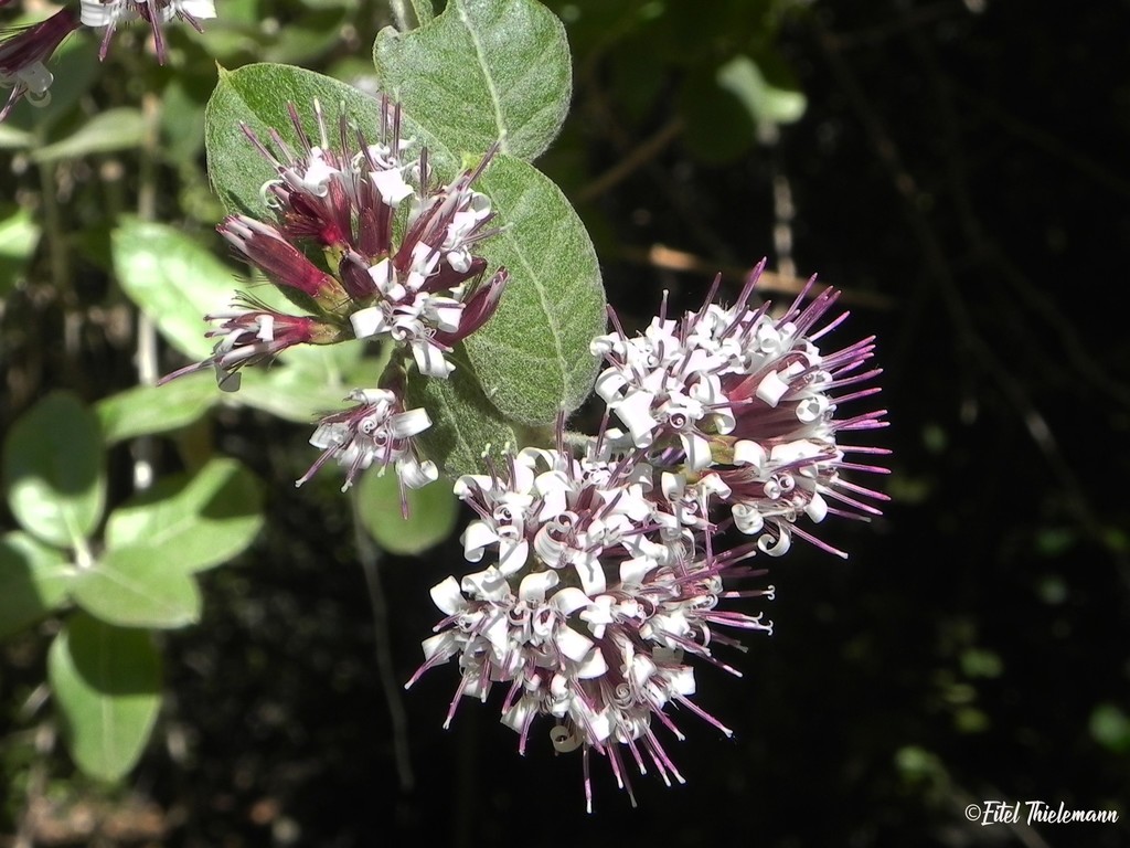 Tola blanca