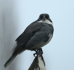 Diuca diuca chiloensis