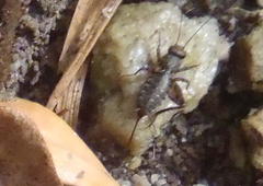 Cophogryllus