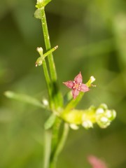 Galium wrightii