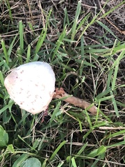 Amanita