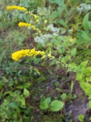 Solidago sphacelata