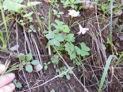 Oxalis alpina