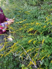 Solidago sphacelata