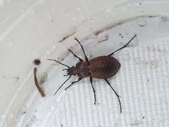 Carabus arvensis