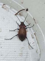 Carabus arvensis