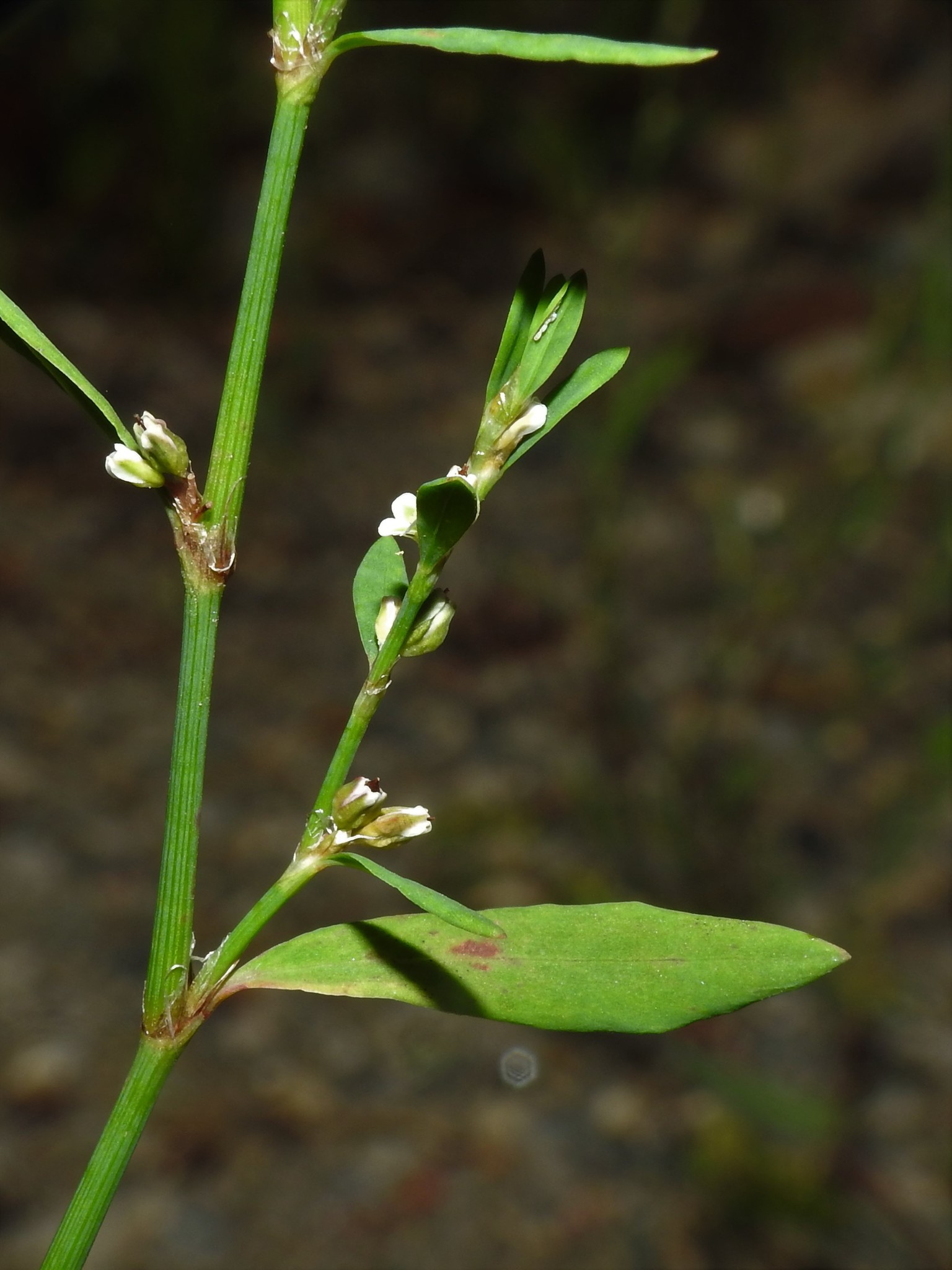 Polygonum ramosissimum