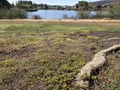 Centromadia parryi congdonii