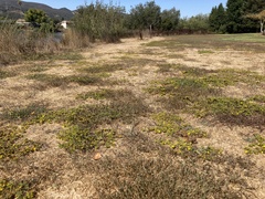 Centromadia parryi congdonii