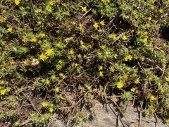 Centromadia parryi congdonii