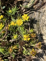 Centromadia parryi congdonii