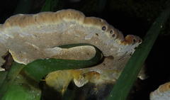 Trametes cingulata
