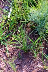 Trachyandra asperata