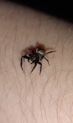 Coryphasia nigriventris