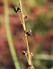 Trachyandra asperata