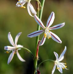 Trachyandra asperata