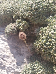 Petrophytum caespitosum caespitosum