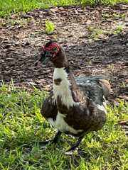 Cairina moschata domestica