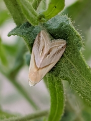 Eublemma cochylioides