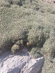 Petrophytum caespitosum caespitosum