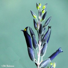 Puya coerulea
