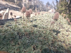 Petrophytum caespitosum caespitosum