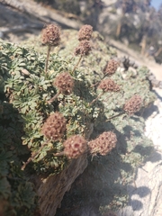 Petrophytum caespitosum caespitosum