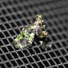 Arescoptera haplocala