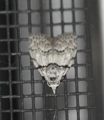 Nola pygmaeodes