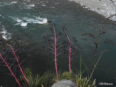 Puya coerulea