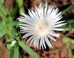 Delosperma herbeum