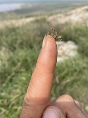 Empusa