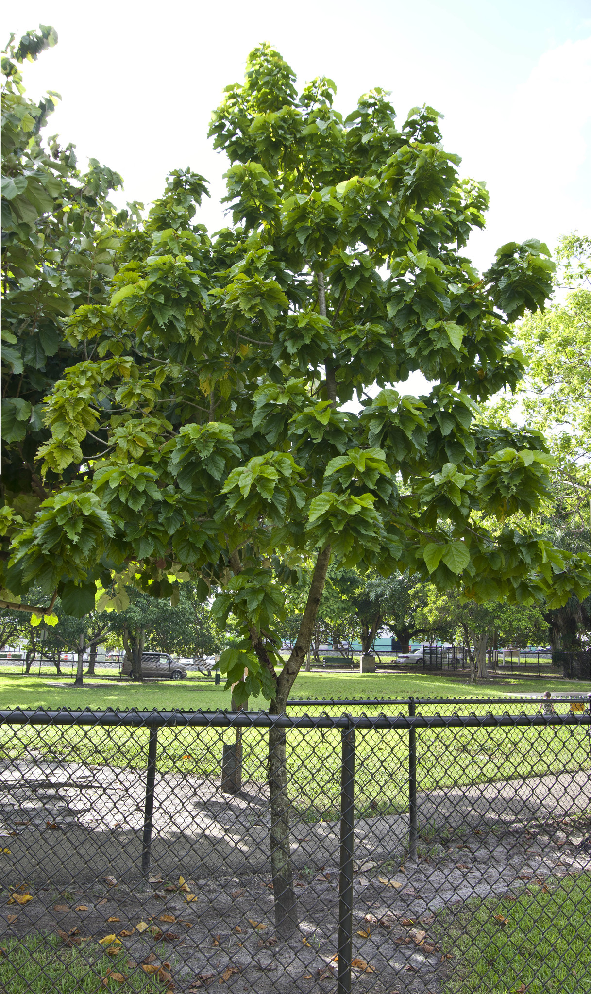 Berrya