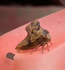 Telamona ampelopsidis