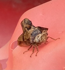 Telamona ampelopsidis