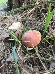 Boletus patrioticus
