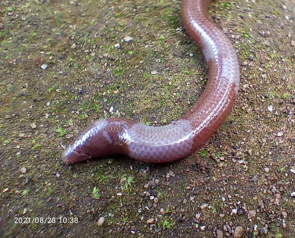 Taylor's Blind Skink (Dibamus taylori)