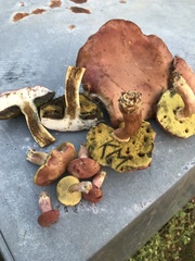 Boletus patrioticus