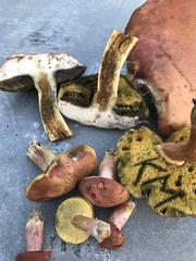 Boletus patrioticus