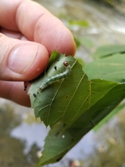 Pantographa limata