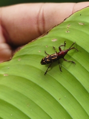 Estenorhinus