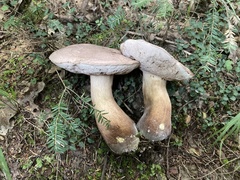 Tylopilus intermedius