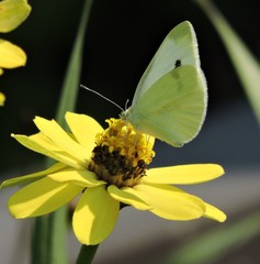 Pieris rapae