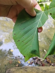 Pantographa limata