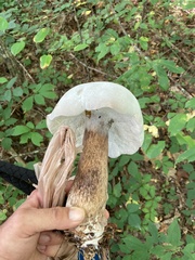 Tylopilus intermedius