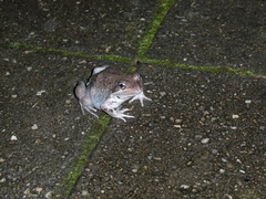 Limnodynastes dumerilii dumerilii