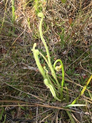 Drosera tracyi