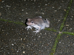 Limnodynastes dumerilii dumerilii